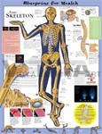 Blueprint for Health Your Skeleton Anatomical Chart